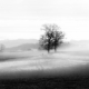 Schwarzweiss-Landschaft mit kahlem Baum im Nebel, Wintermorgen in der Schweiz