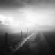 Schwarzweiss-Landschaft im Nebel und in trüber Lichtstimmung auf einem Feldweg im Kanton Fribourg (CH)