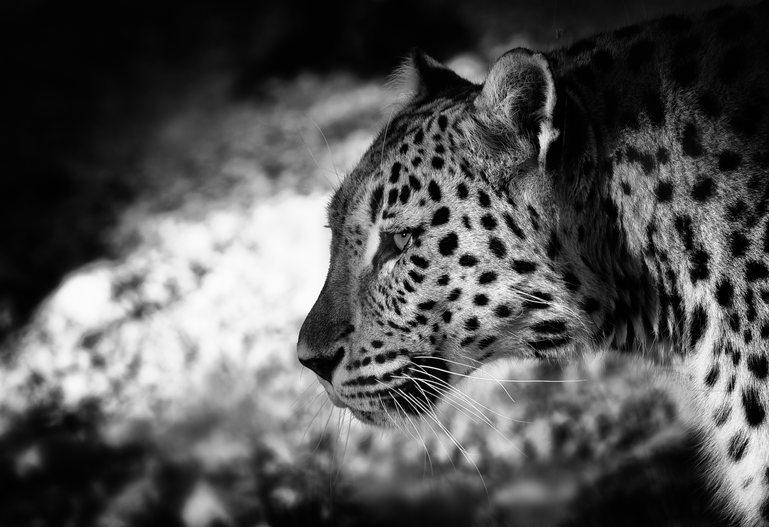Schwarzweiss-Profilansicht eines Lepoarden vor dramatischem Licht im Dählhölzli-Zoo in Bern