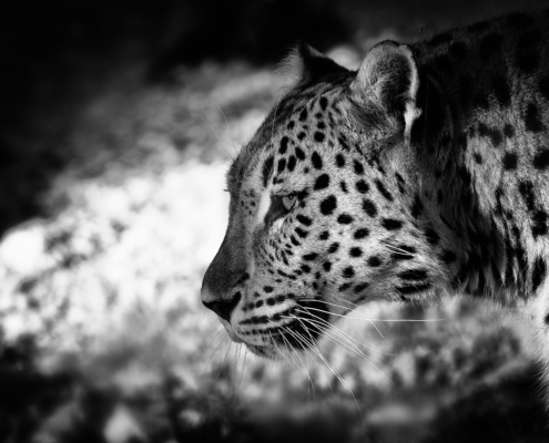 Schwarzweiss-Profilansicht eines Lepoarden vor dramatischem Licht im Dählhölzli-Zoo in Bern